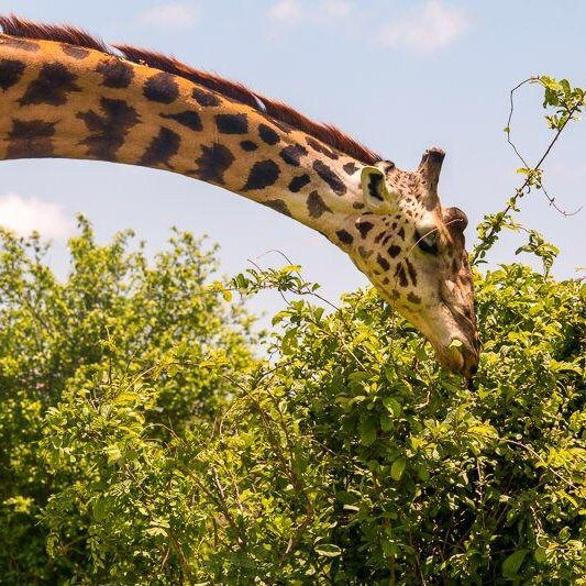 Mafia Beach Bungalows主图