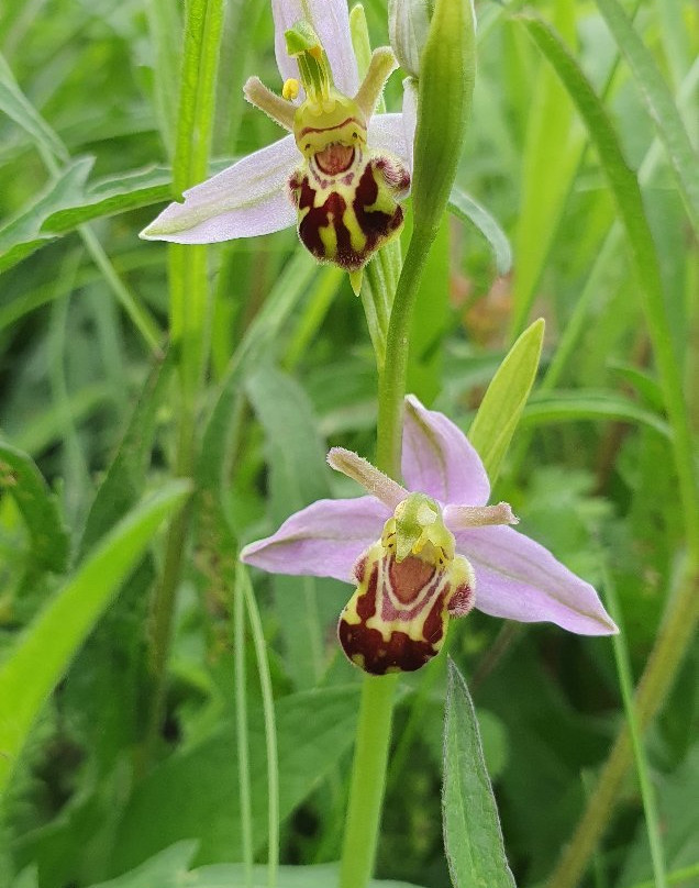 Wigmore Valley Park-卢顿必去景点