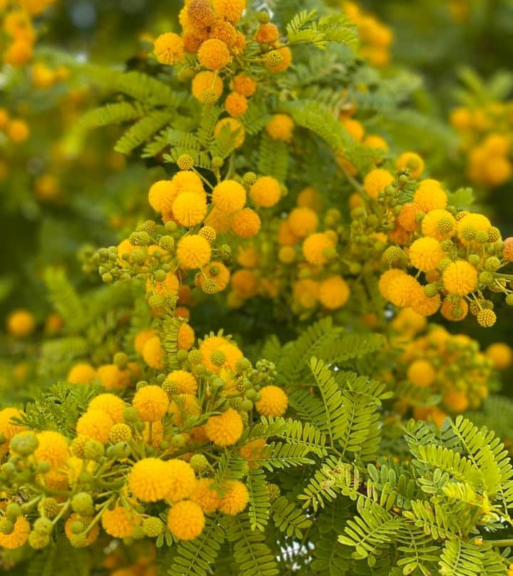 Giardino del Biviere-Lentini必去景点