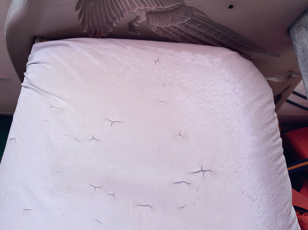 Paynes Water Sports-White Lake必去景点