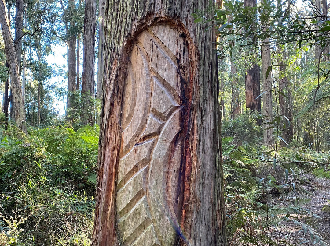 Toolangi Sculpture Trail景点图片