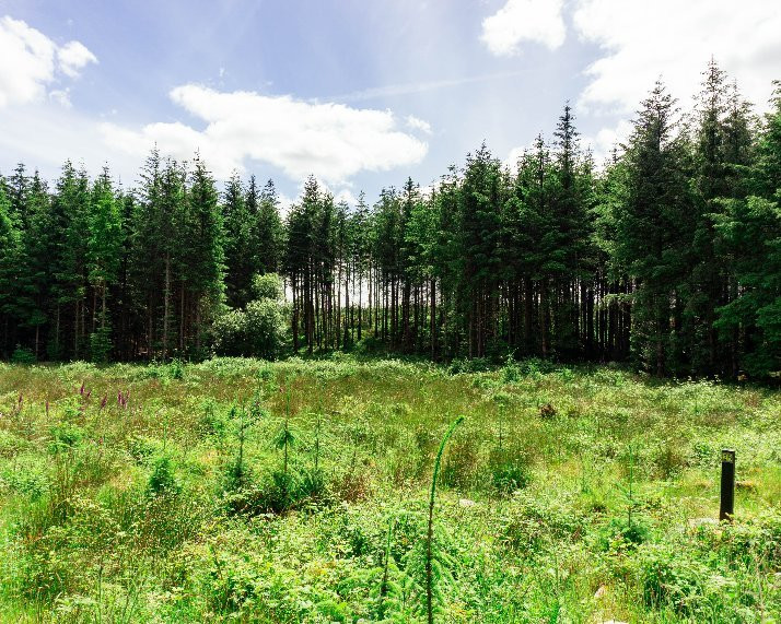 Blanemore Forest Walk-Moygownagh必去景点
