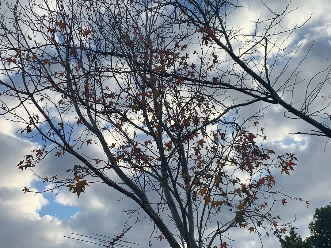 Casula Parklands-Casula必去景点