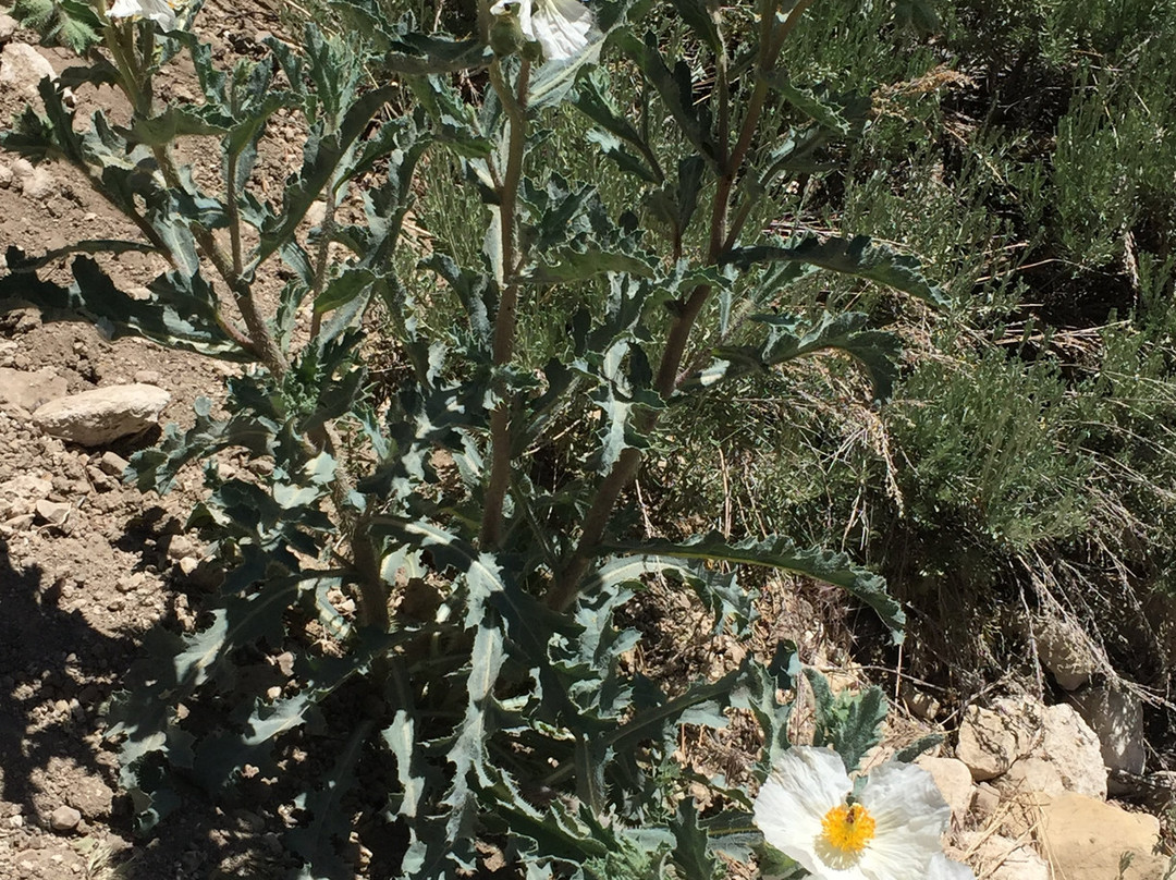 Cougar Crest Trail-大熊湖必去景点