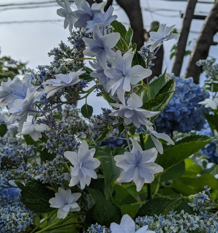 Ichibaike Park-摄津市必去景点