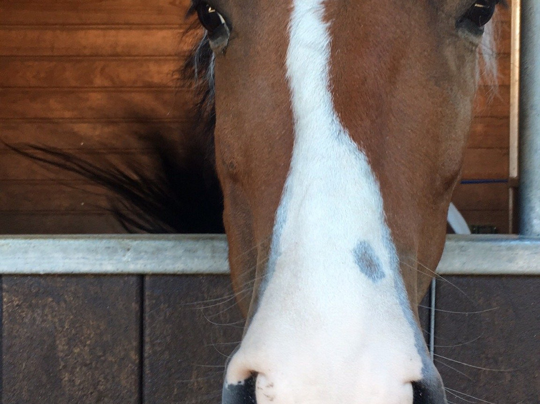 Centre Equestre de la Prade-Messanges必去景点