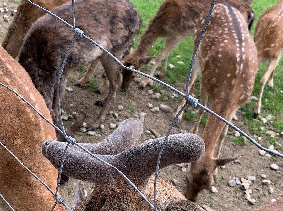 Tierpark Rosegg-Rosegg必去景点