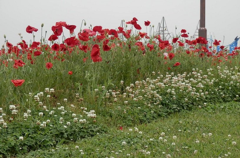 Kinu Green Park-高根泽町必去景点