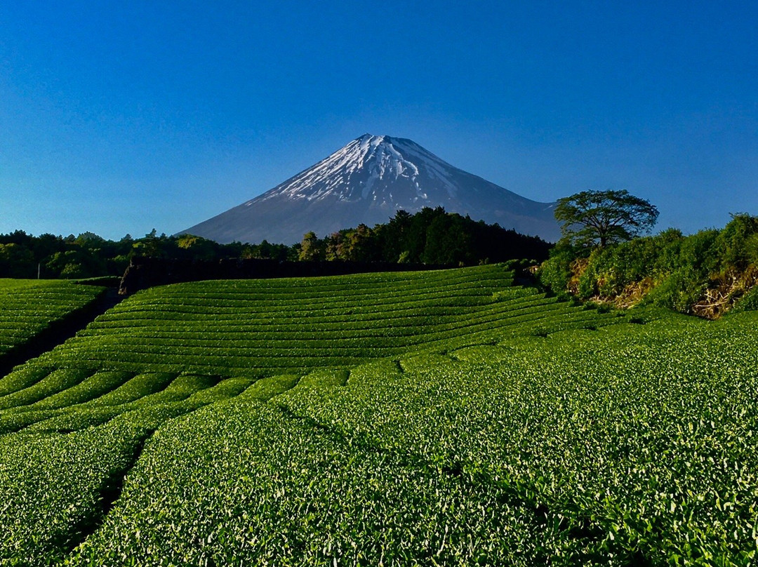 Imamiya Tea Plantation景点图片