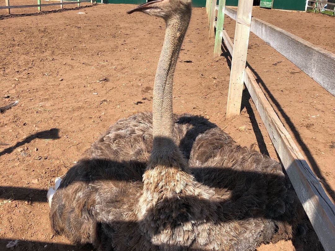 Ostrich Farm Velikolepny Straus-Inzelga必去景点