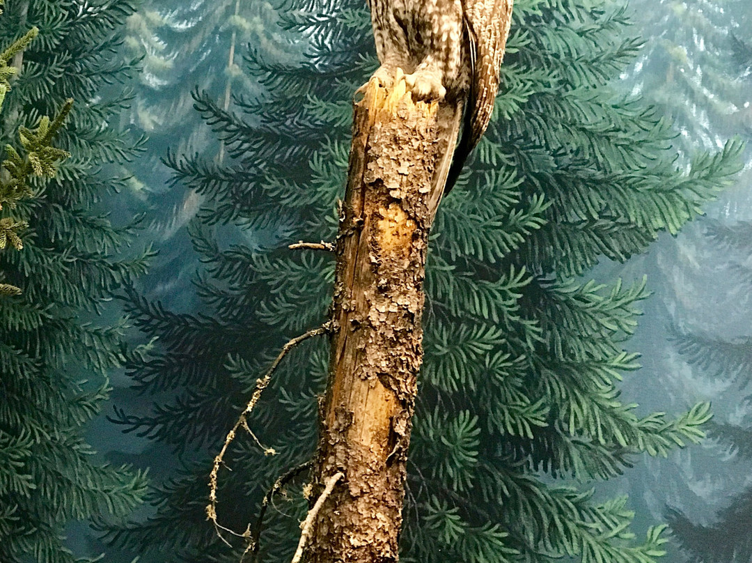 Royal Saskatchewan Museum-里贾纳必去景点