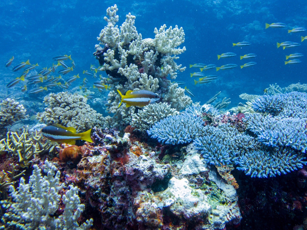 Dive Fiji-奥诺岛必去景点