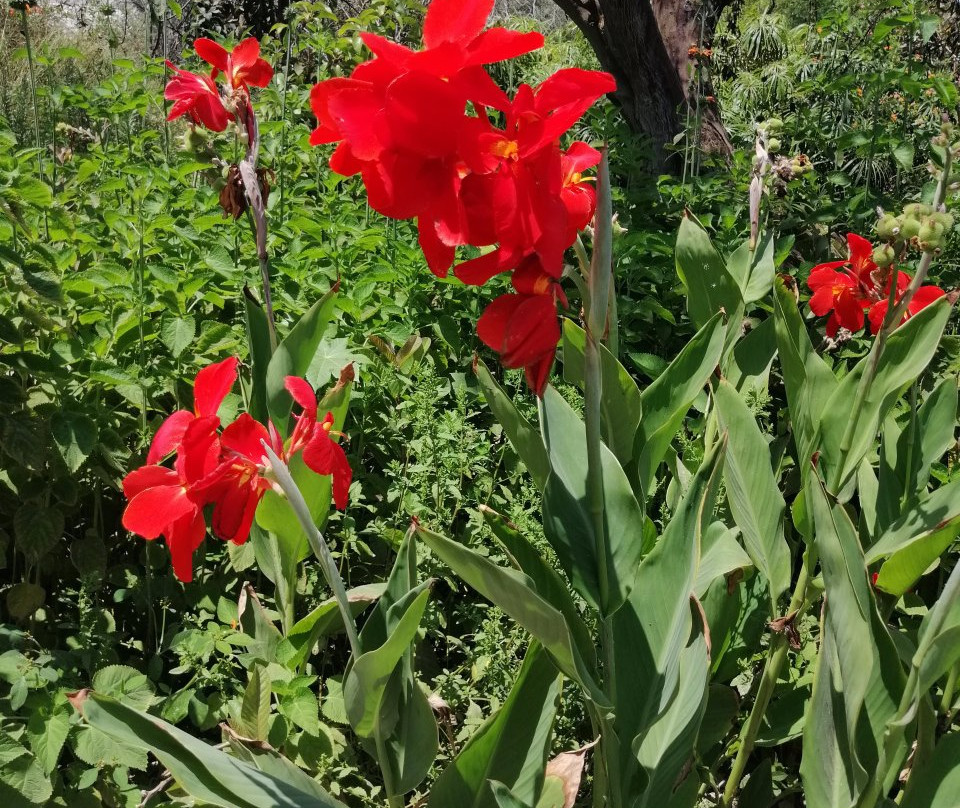 Santuario Del Picaflor-阿里卡必去景点