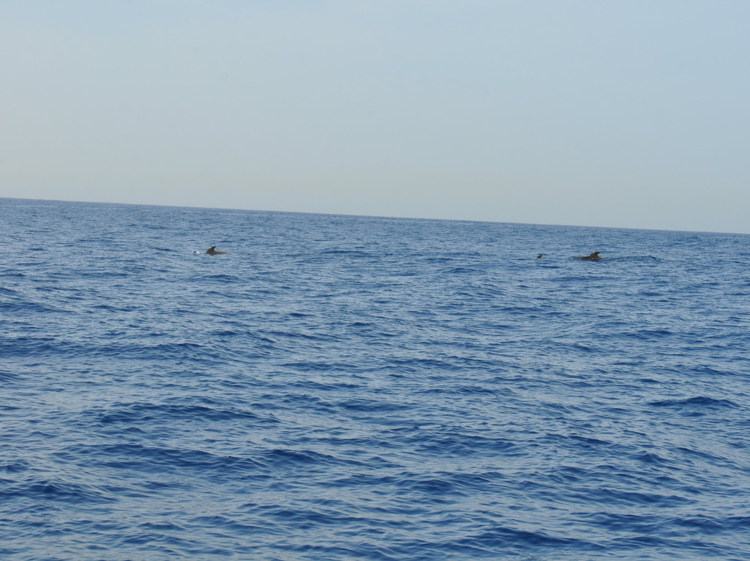 Kailani Whale Watching景点图片