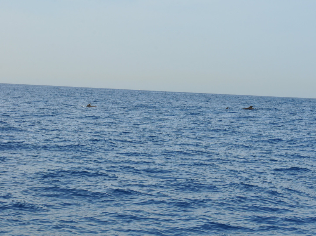 Kailani Whale Watching-奥德杰海岸必去景点