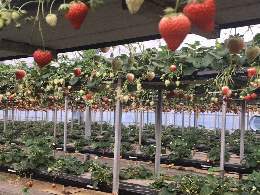 Iida Strawberry Farm景点图片