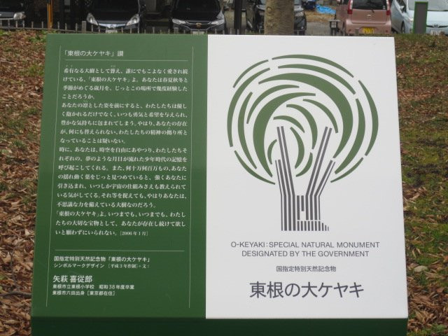 Big Zelkova of Higashine-东根市必去景点