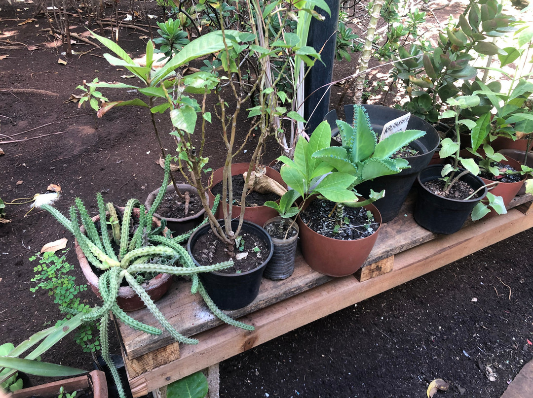 Jardin Botanico X'much Haltun-坎佩切州必去景点