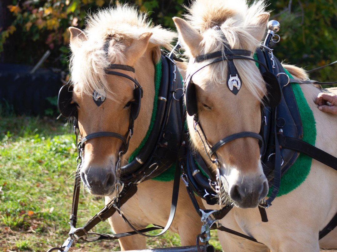 Back of Beyond Equine Centre-亨茨维尔必去景点