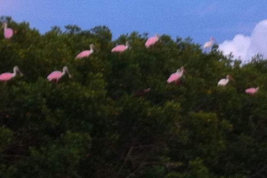 Daytona Beach Kayaking-新士麦那海滩必去景点