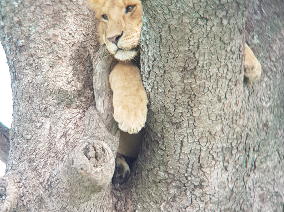 Real Masai Safari-内罗毕必去景点