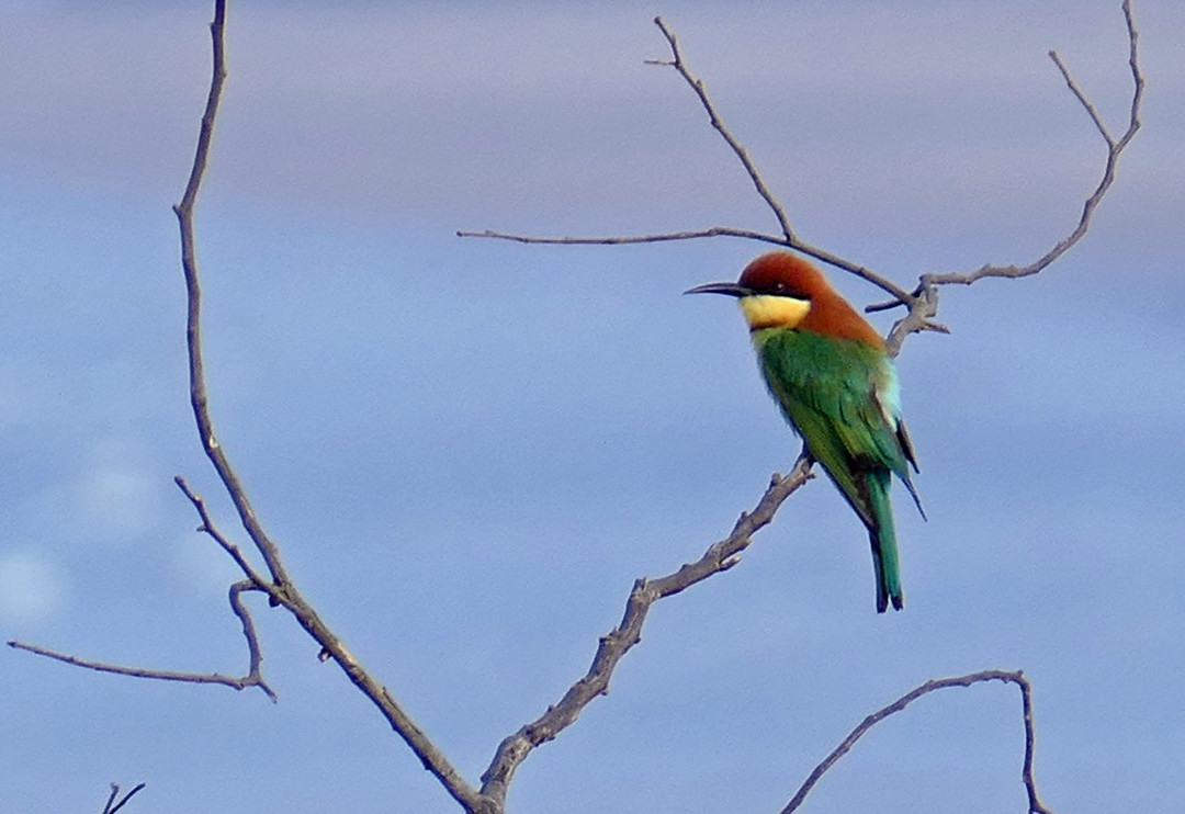 Coco Shambhala主图