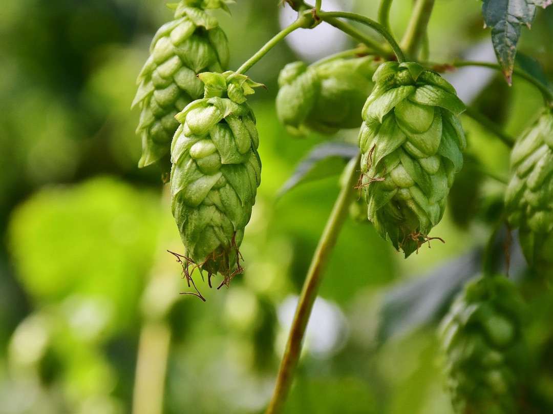 PDC Tourism-Au in der Hallertau必去景点