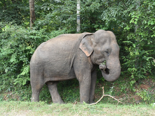 Sharaine travels & tours-Ja Ela必去景点