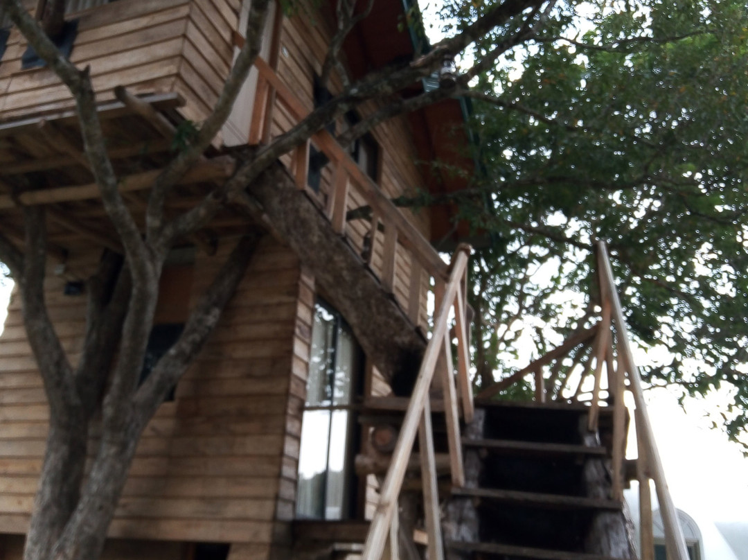 The Lion Kingdom主图