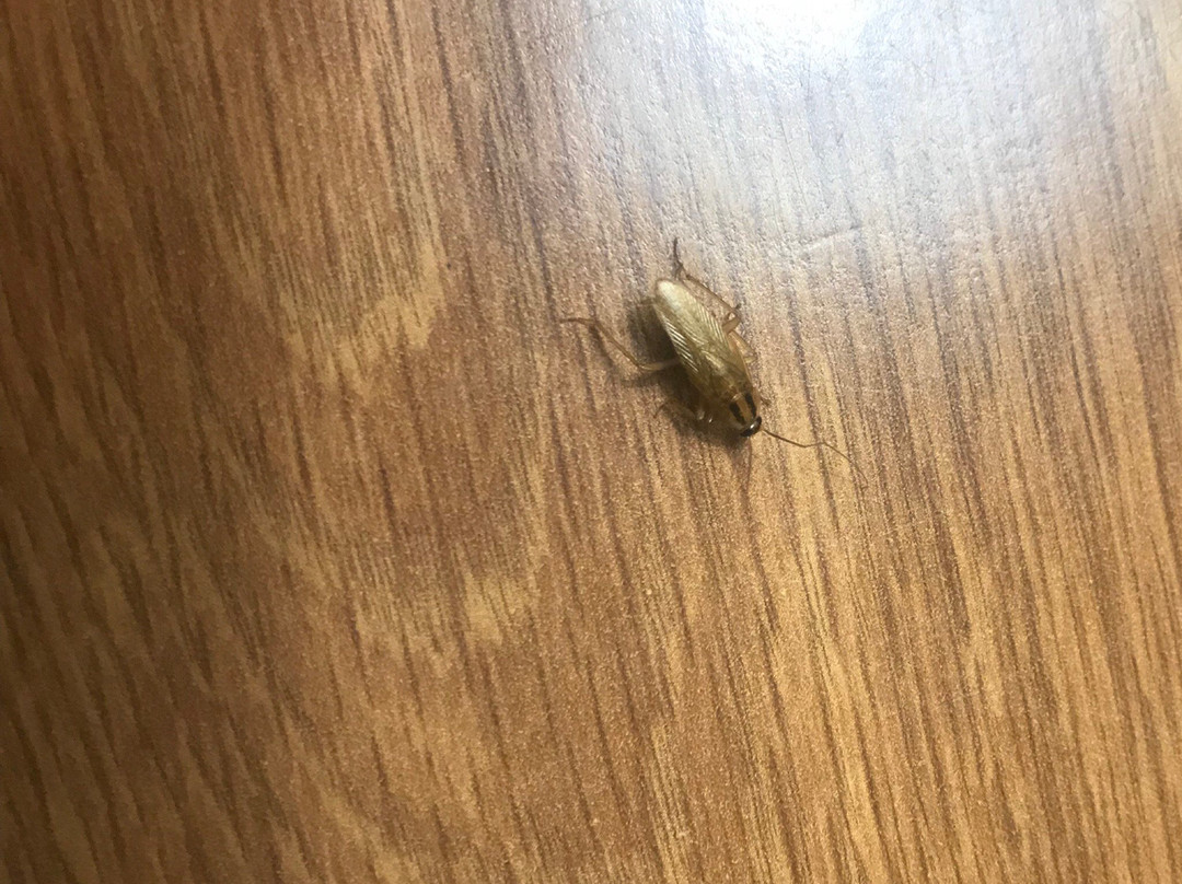 Red Mountain Inn主图