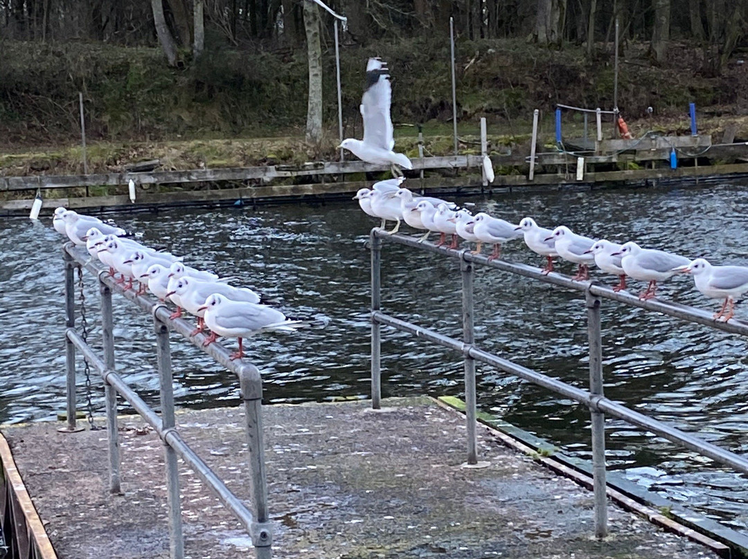 Antrim Lough Shore Park景点图片