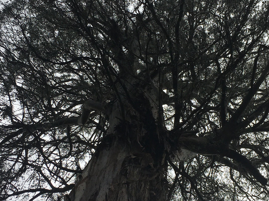 Ada旅游攻略图片