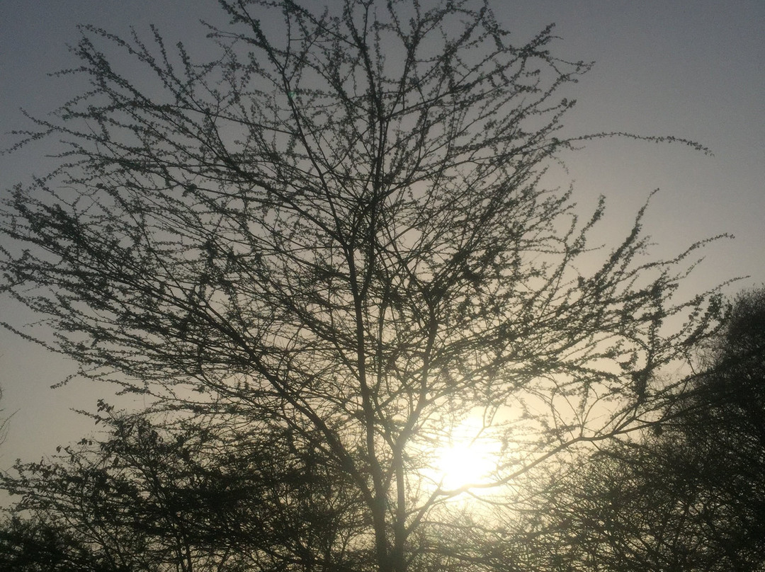 Aravali Biodiversity Park景点图片