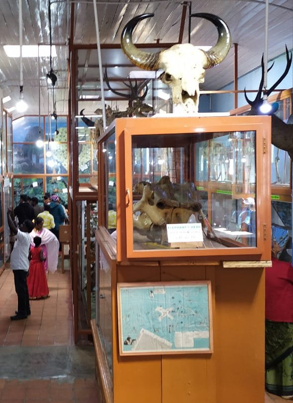 Shembaganur Museum of Natural History景点图片