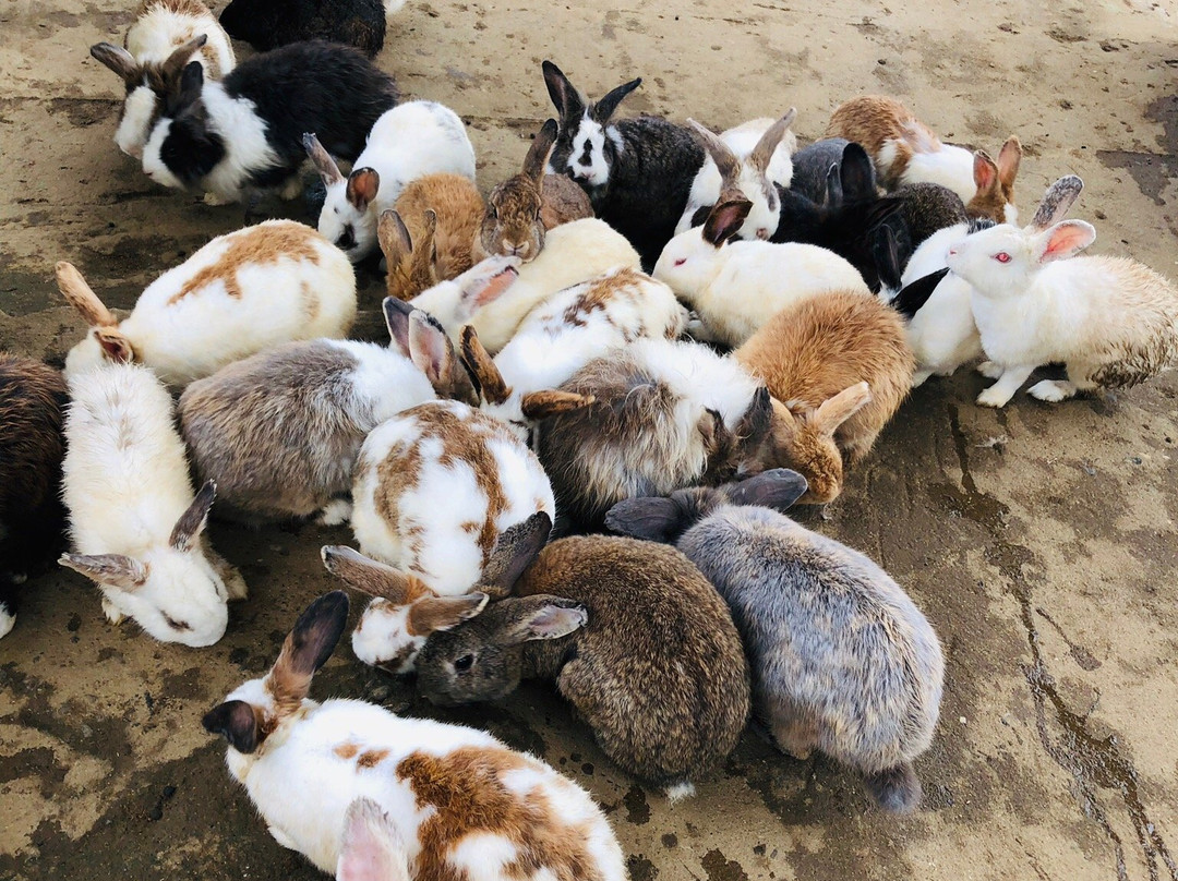 Arnab Farm Sejati-Poring必去景点