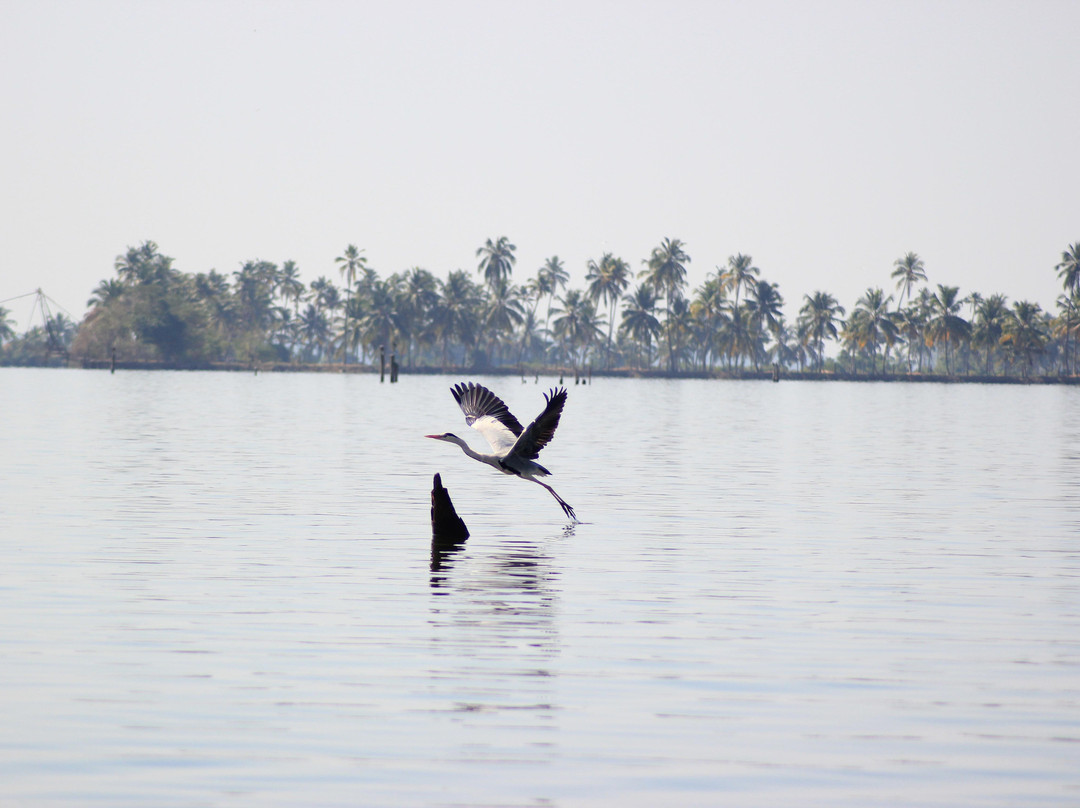 kochibackwaters-柯钦必去景点