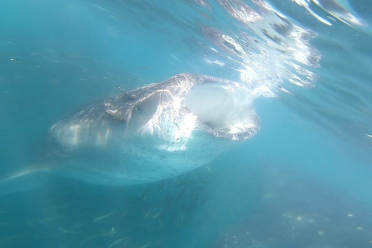 Sunrider Adventure Tours-拉巴斯必去景点