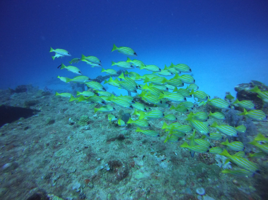 Maritim Diving Centre景点图片