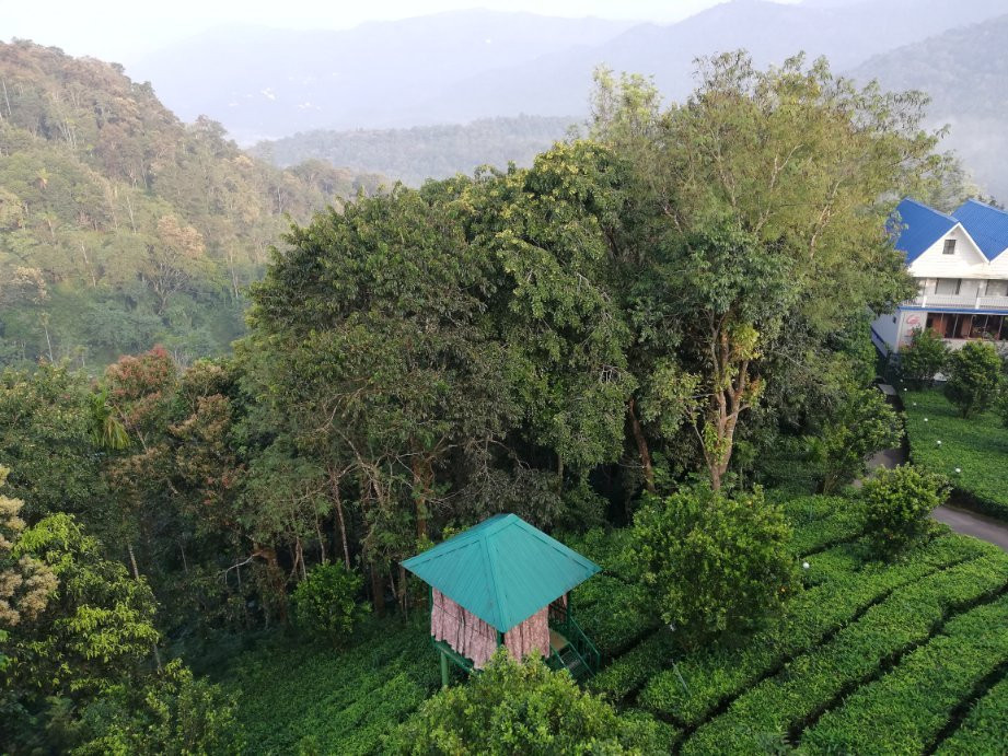 Eterno Camellia & Elettaria主图