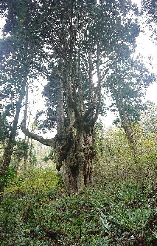 Iwakura no Chibusa Sugi-隐岐之岛町必去景点