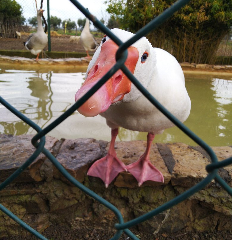 Fattoria Poggio Nebbia di Cedrini Sabrina主图