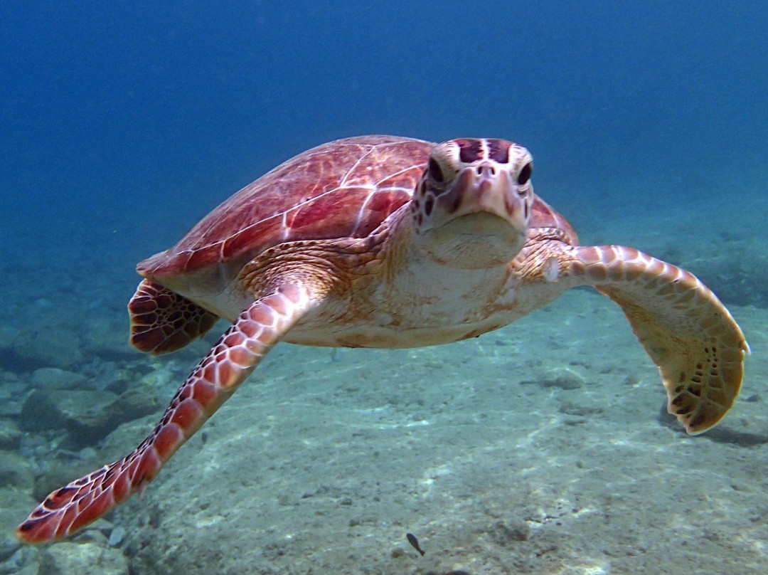 St.Thomas Scuba and Snorkel Adventures-圣 托马斯必去景点