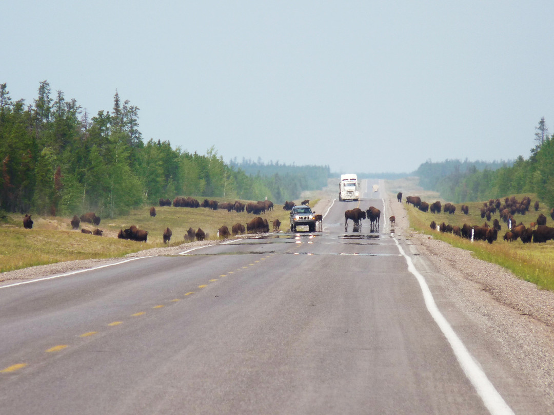 Mackenzie Bison Sanctuary-Fort Providence必去景点