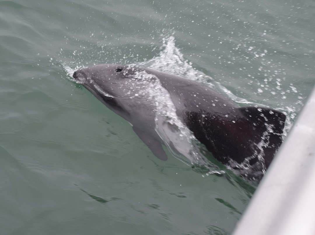 Mola Mola Safaris-华维斯湾必去景点