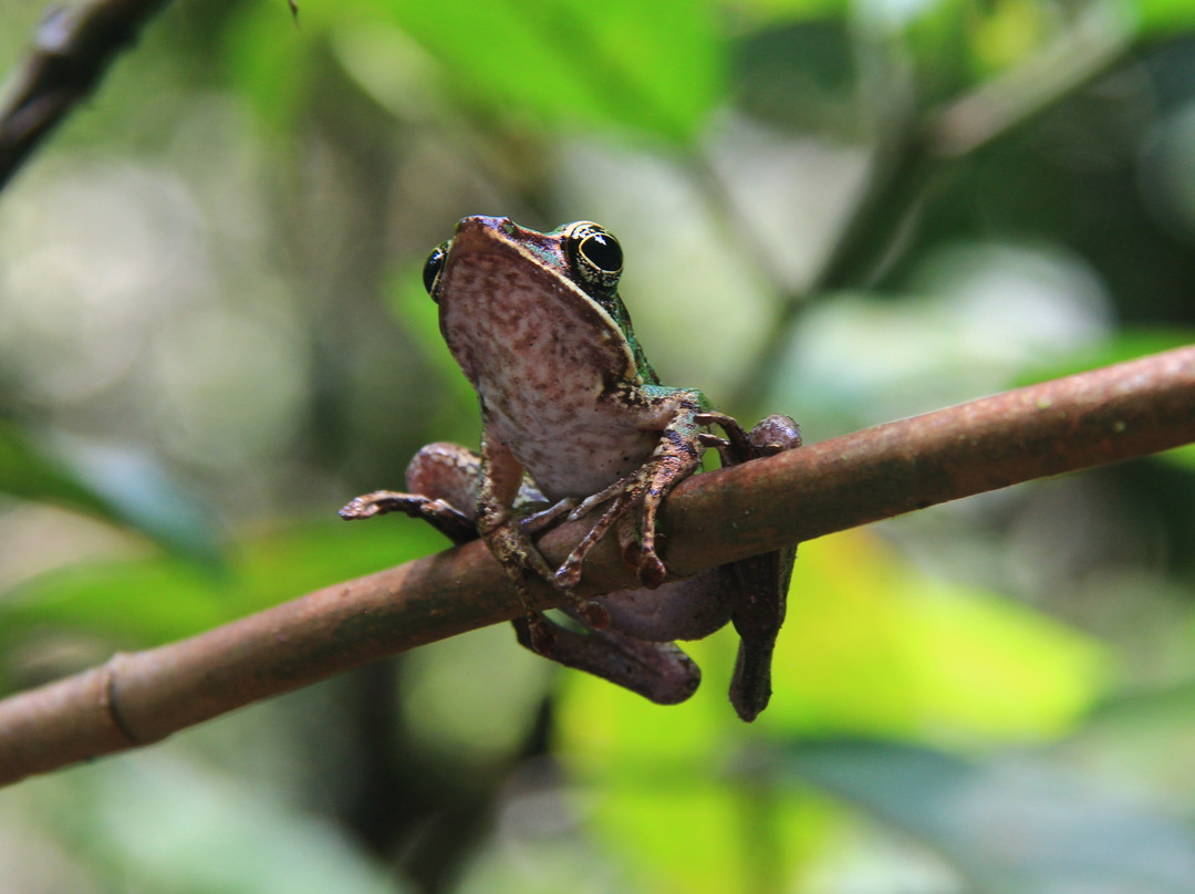 Expedition Jungle-武吉拉旺必去景点