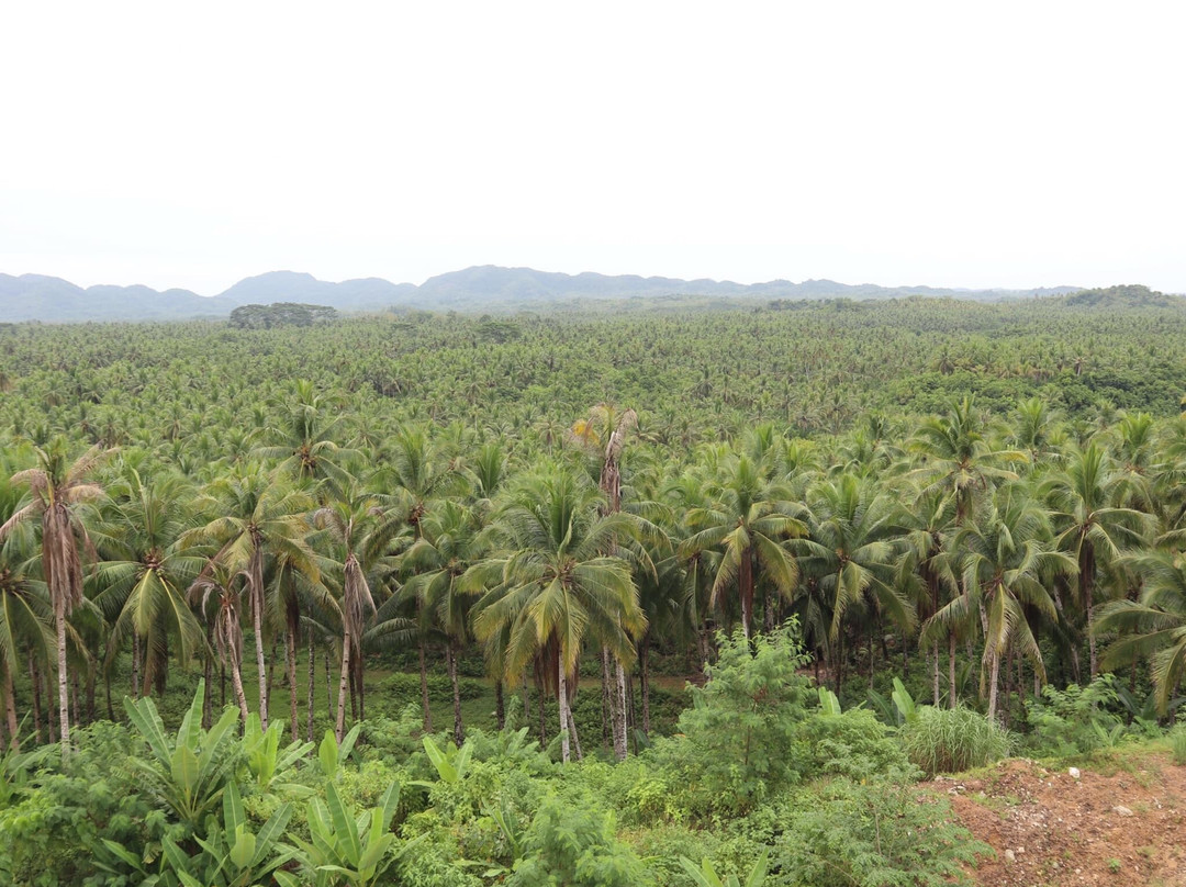 Coconut Trees View Deck景点图片