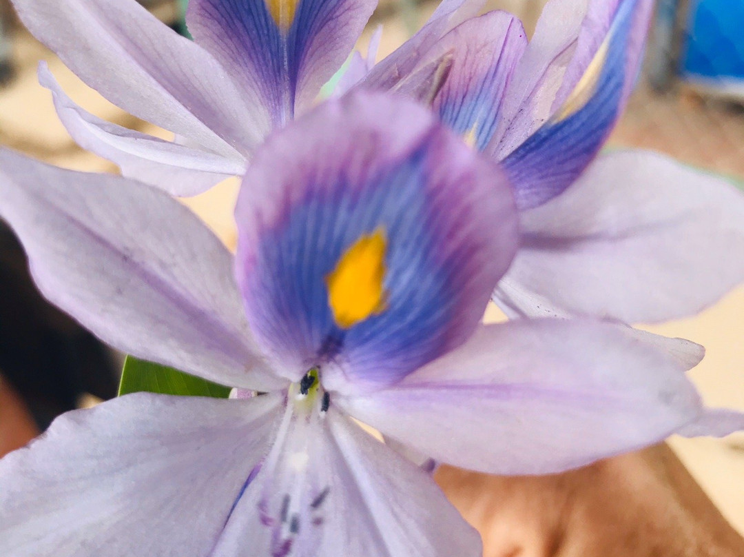 Le Kroma Villa主图