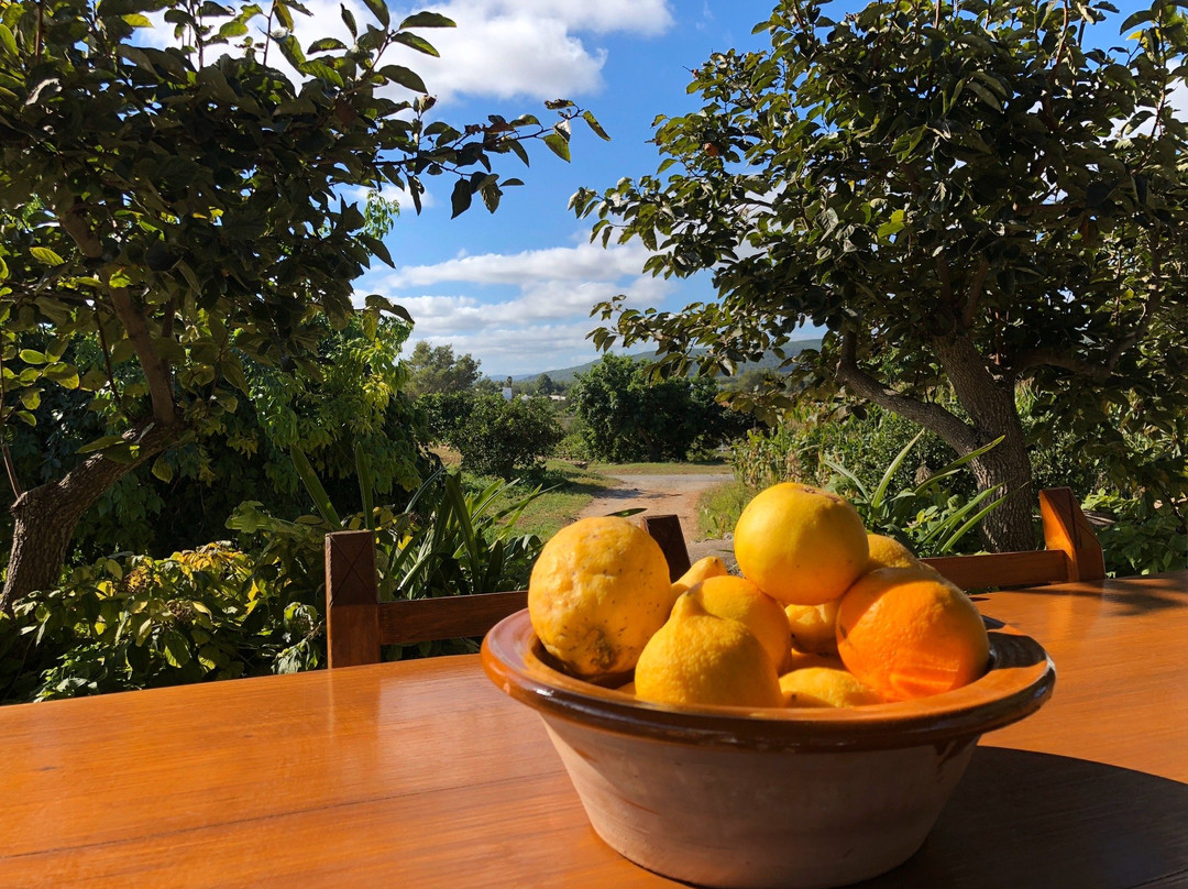 Agroturismo Can Planells主图