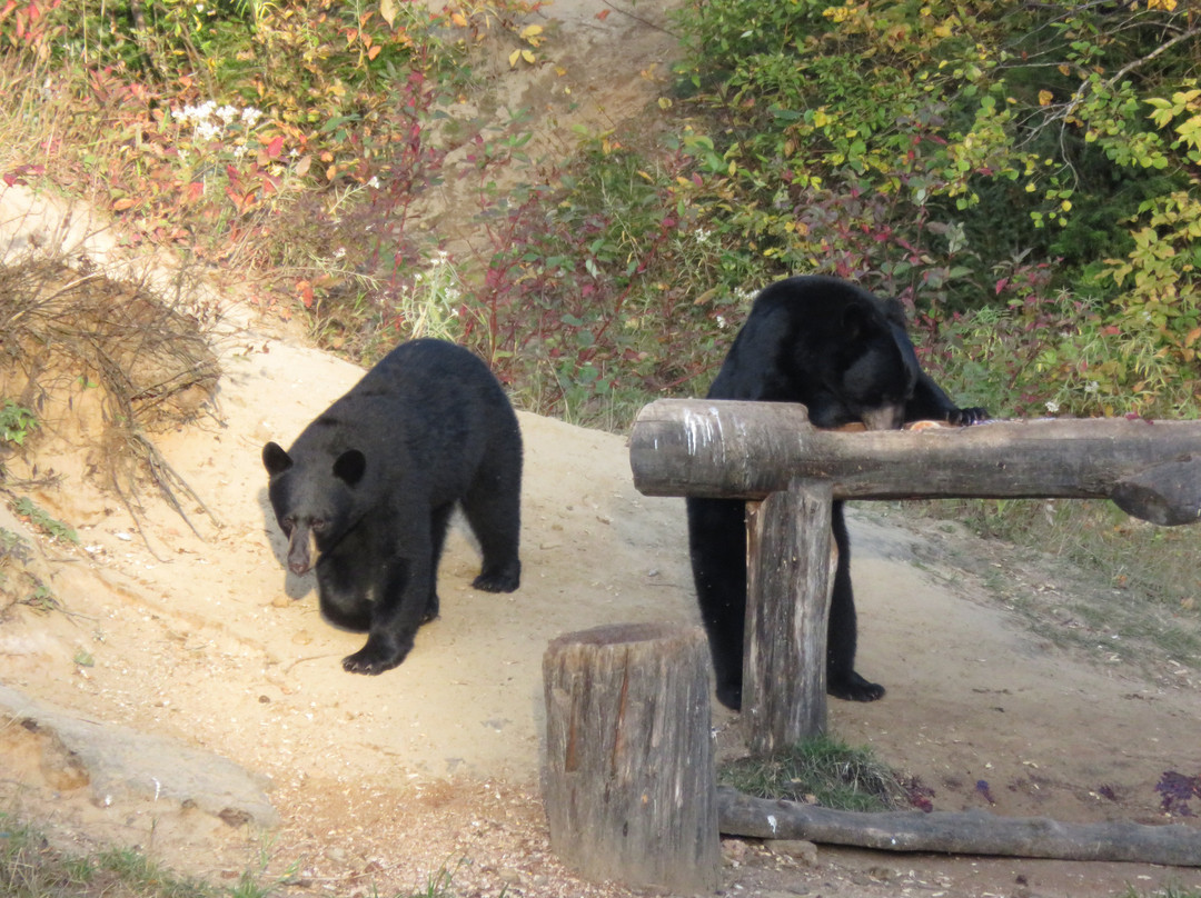 Observation de l'Ours Noir-Sacré-Coeur-Saguenay必去景点