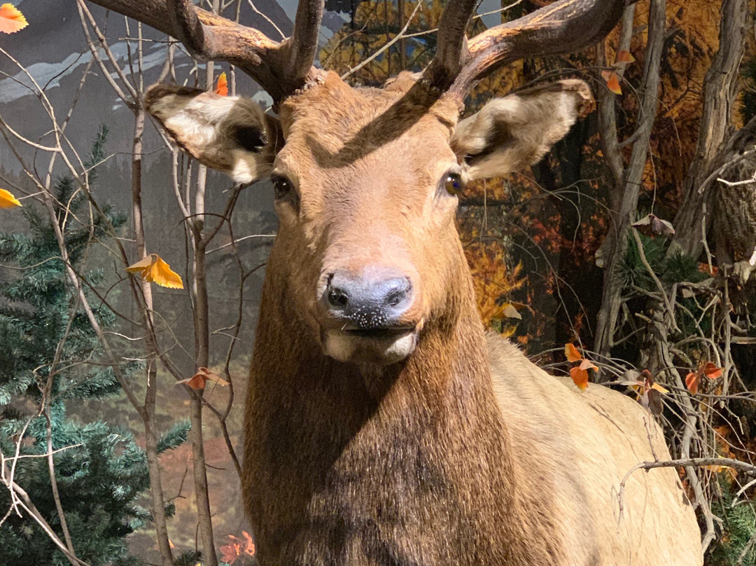 Yellowstone Trading Post-库克城必去景点